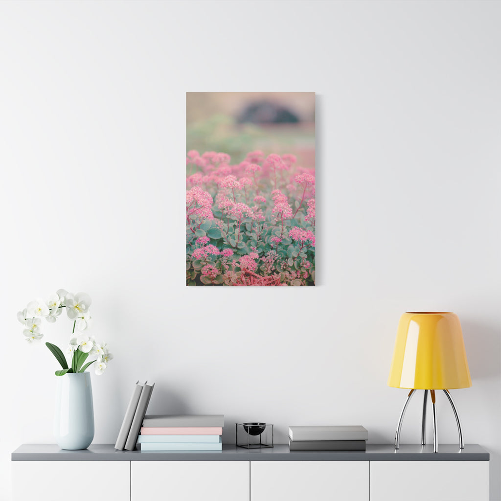 Vintage Pink Sedum Meadow | Matte Stretched Canvas Wall Art