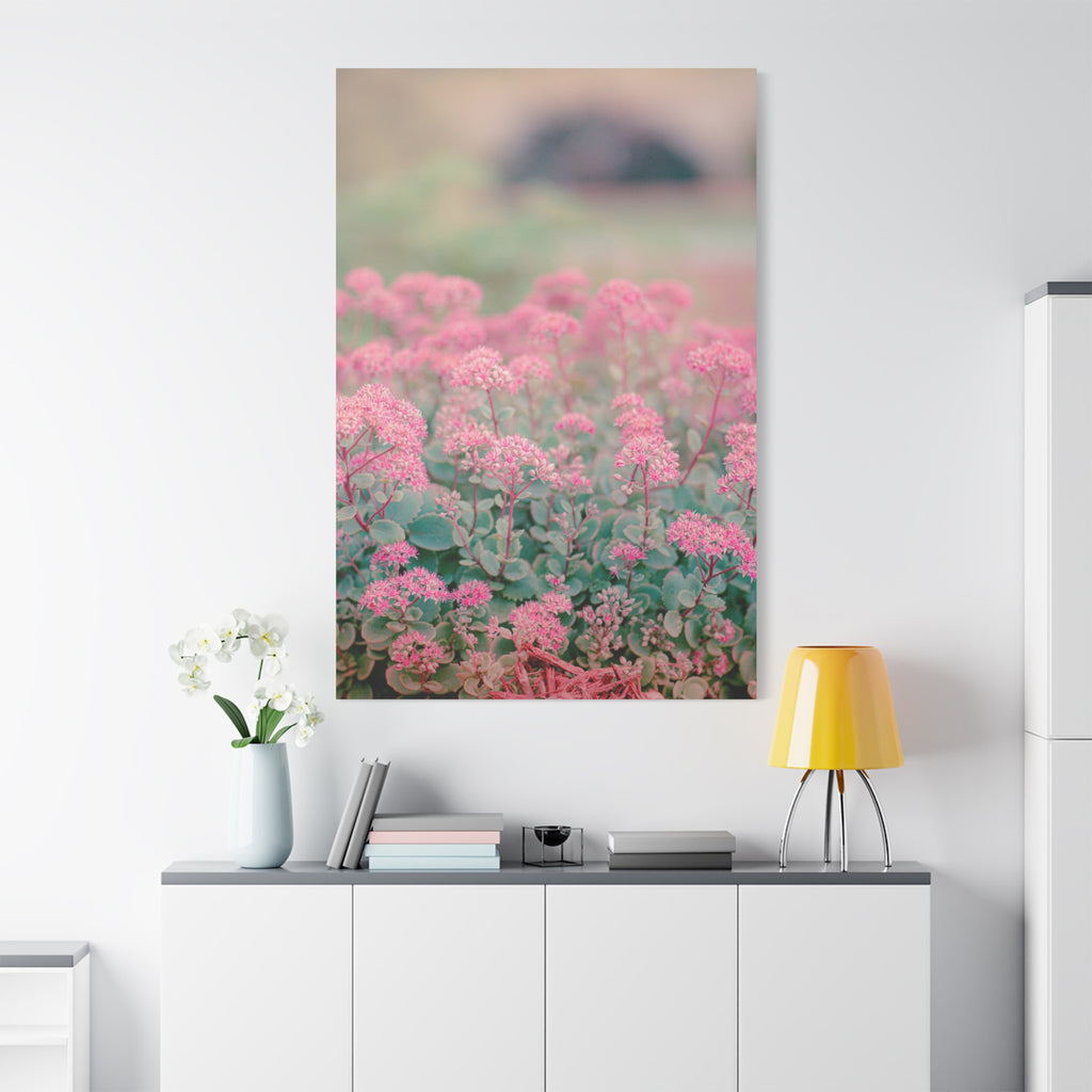 Vintage Pink Sedum Meadow | Matte Stretched Canvas Wall Art