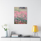 Vintage Pink Sedum Meadow | Matte Stretched Canvas Wall Art