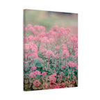 Vintage Pink Sedum Meadow | Matte Stretched Canvas Wall Art