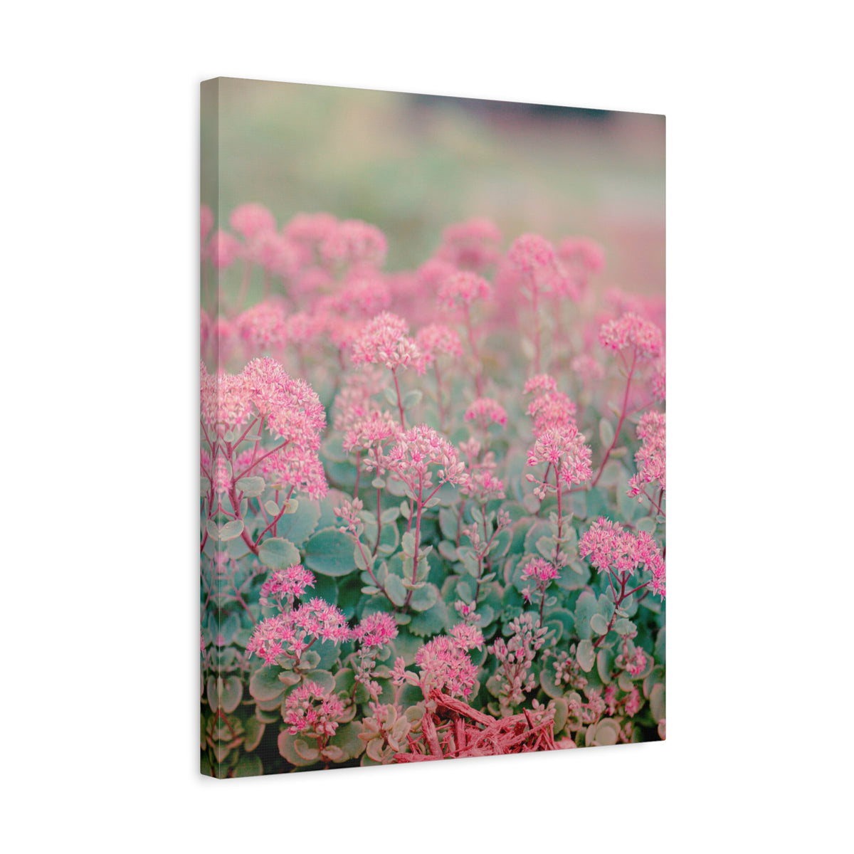 Vintage Pink Sedum Meadow | Matte Stretched Canvas Wall Art
