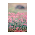 Vintage Pink Sedum Meadow | Matte Stretched Canvas Wall Art